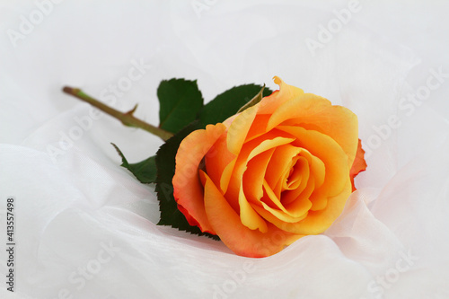 Obraz na płótnie Colorful red and yellow rose on white textile with copy space
w salonie