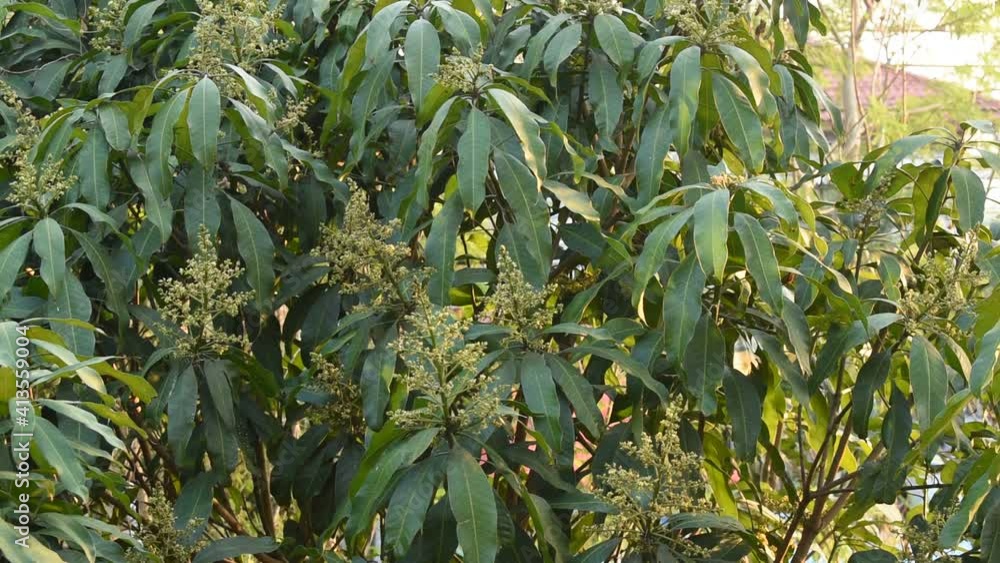 mango flower bloom at treetop and waiting rain for growth to be fruit on garden in summer mango flower bloom at treetop and waiting rain for growth to be fruit on garden in summer