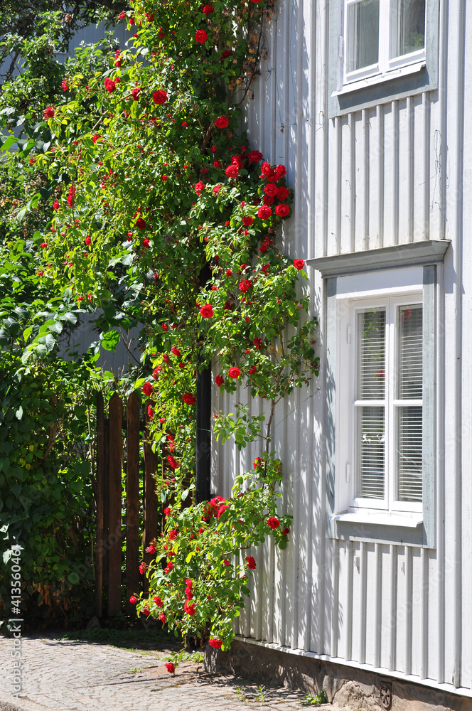 Fototapeta premium Idyllic street with climbing roses