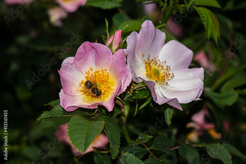Bee pollinating in a Rosa Canina or dog-rose flowers in spring