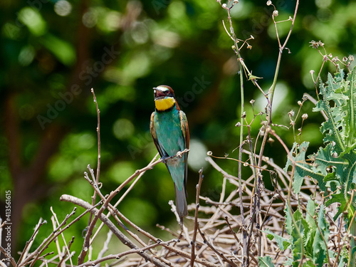 European bee-eater, Merops apiaster, around Xativa, Spain
