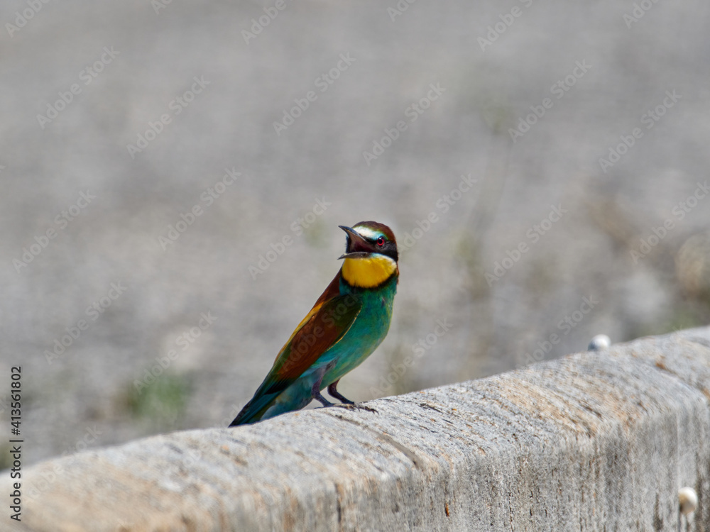 European bee-eater, Merops apiaster, around Xativa, Spain European bee-eater, Merops apiaster, around Xativa, Spain