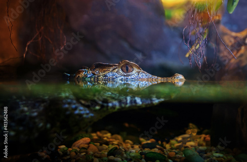The world's most dangerous crest crocodile is waiting for its prey. © Sergey