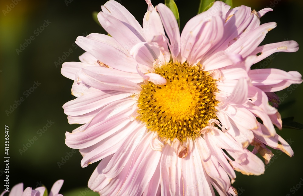 Fototapeta premium Macro of White Chrysanthemum Flower with Selective Focus in Horizontal Orientation, Perfect for Wallpaper