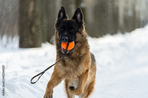 Portrait of a German Shepherd who holds an orange ball in his teeth