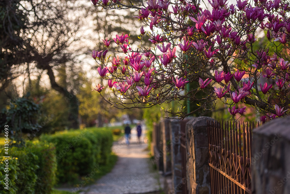 Sunny street of the old European cozy town with blossoming pink magnolia flowers, beautiful spring cityscape, outdoor travel background, Uzhhorod, Ukraine