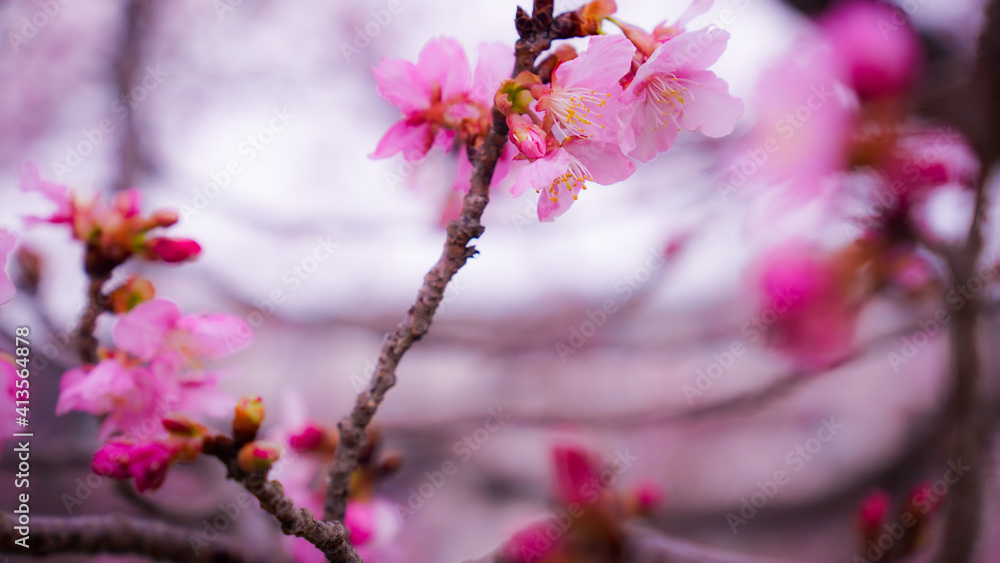 Obraz premium pink cherry blossom