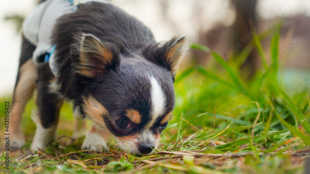chihuahua in the grass chihuahua in the grass