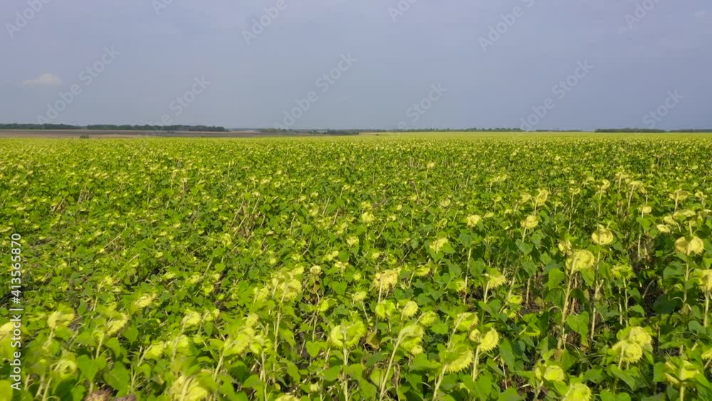 Sunflower field in sunny summer day. Aerial Top view agriculture field with blooming sunflowers. Sunflower field in sunny summer day. Aerial Top view agriculture field with blooming sunflowers.