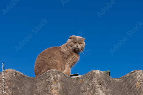 Gray cat on a background of blue sky