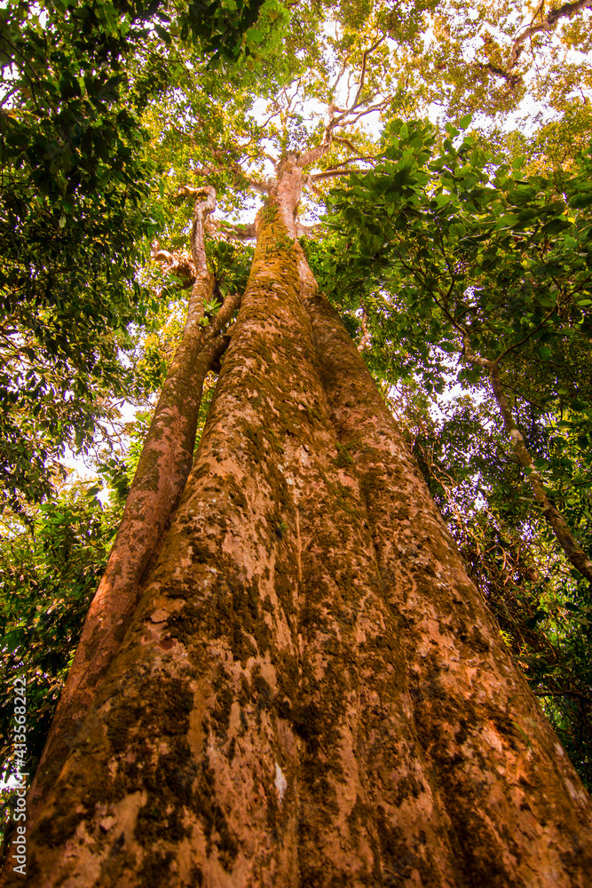Fototapeta premium Jungle in Khao Sok, national park, Thailand