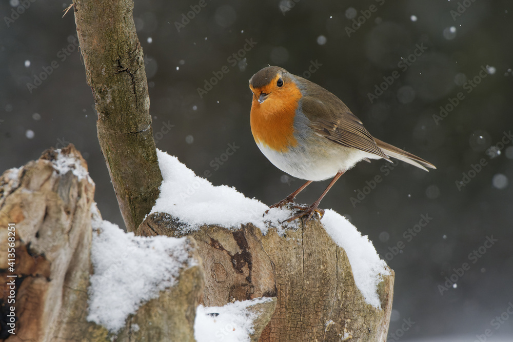Obraz premium Rotkehlchen