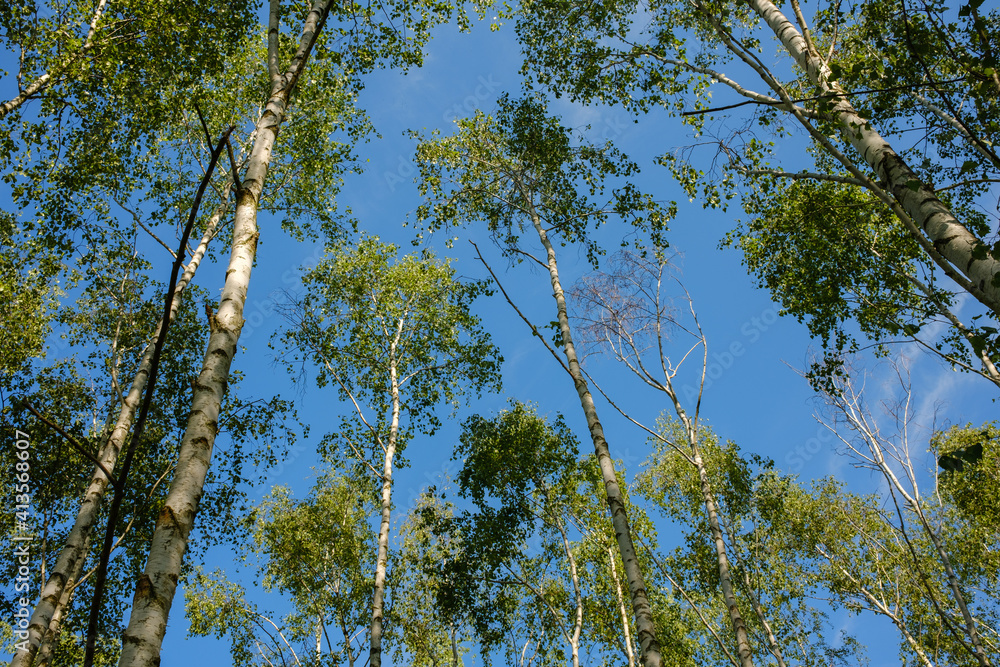 Fototapeta premium View into blue sky through birch trees in springtime