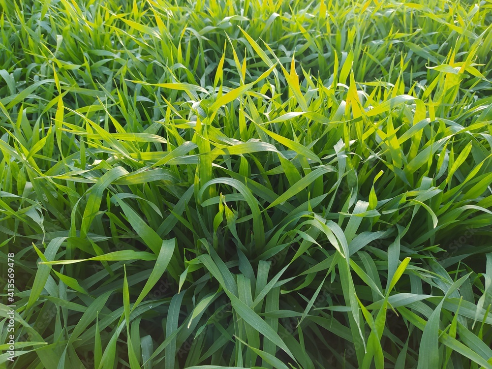 Naklejka premium green grass in the wind