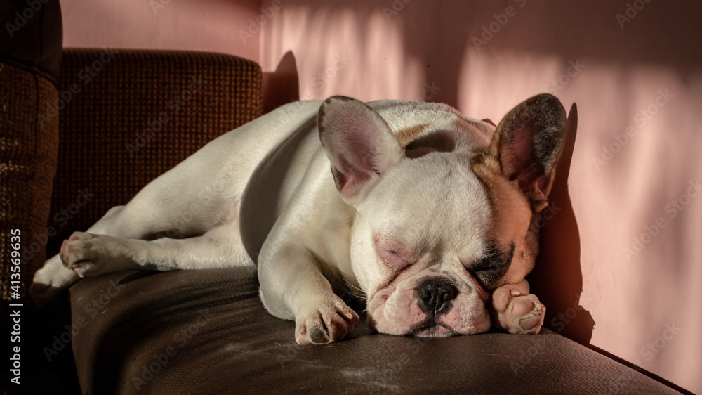 Frenchie lying down comfortably in bed, shadows and sunlight from window oh rooms wall