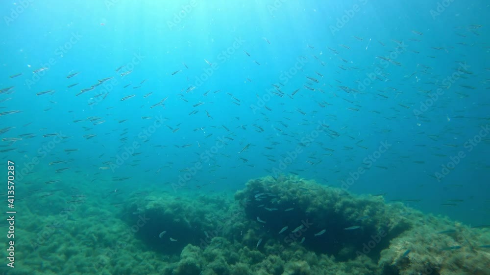 Deep sea with school of fish underwater. Transparent blue water in sea Deep sea with school of fish underwater. Transparent blue water in sea