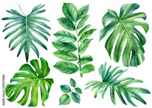 Set of Tropical leaves watercolor  beautiful palm leaf hand drawing  monstera liana