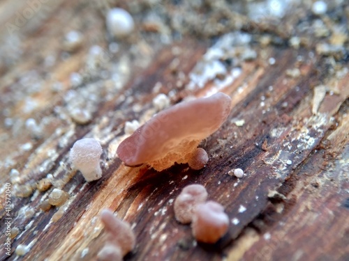 Jews ear (wood ear, Auricularia auricula, Hirneola polytricha, jelly ear, pepeao, Judas's Ear), growing on a tree. Used in folk medicine for complaints including sore throats, sore eyes and jaundice. photo