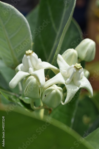 White Hawaiian flower