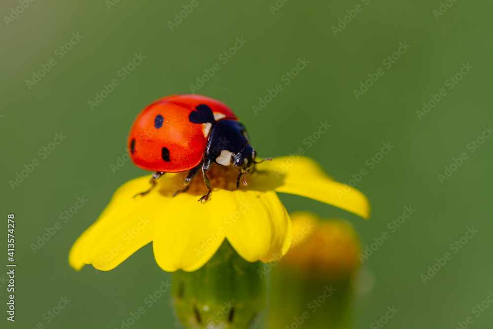 Ladybug and spring flower on a green background Ladybug and spring flower on a green background