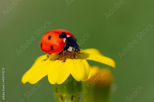Ladybug and spring flower on a green background