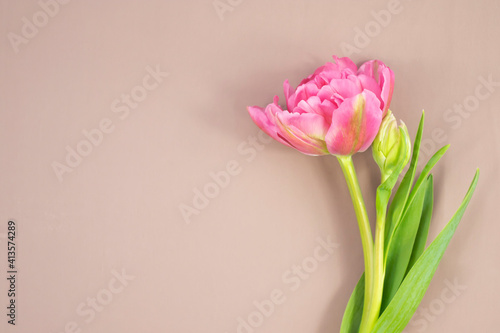Fresh natural pink tulip on beige background. Top view.