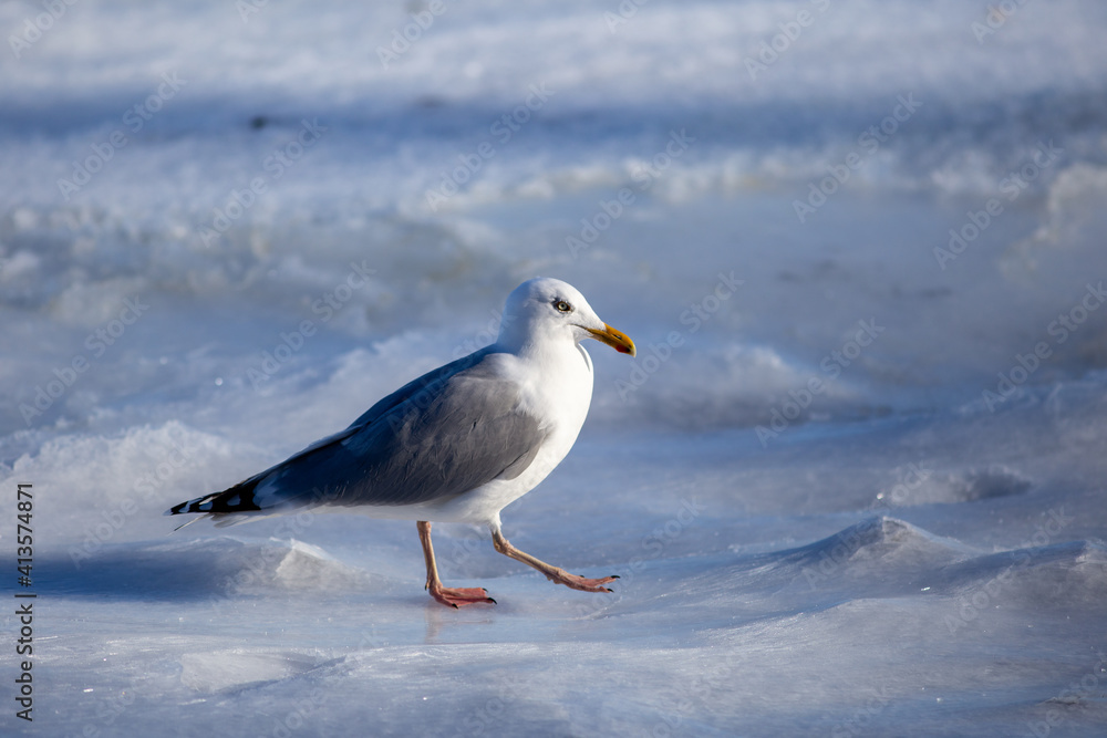Möwe spaziert stolz auf Glatteis Möwe spaziert stolz auf Glatteis