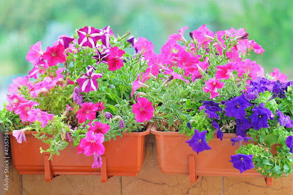 Basket of vibrant purple and violet surfinia flowers  or petunia in bloom hanging in summer.
Background of group blooming petunia surfinia. Colorful decorative flowers on the balcony. Selective focus
