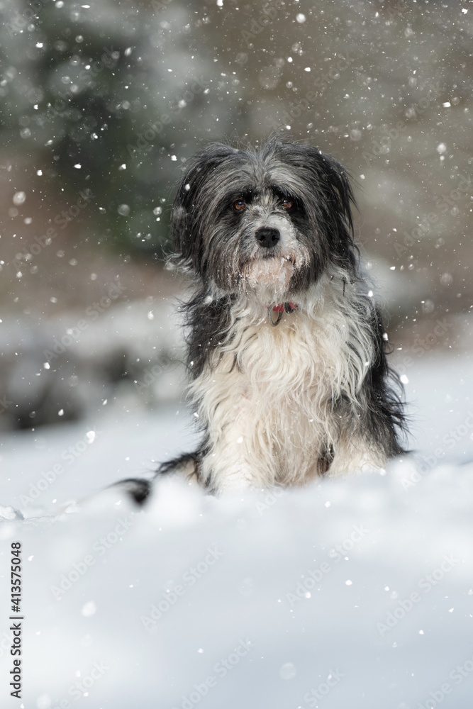 Cross breed dog sitting in snow landscape Cross breed dog sitting in snow landscape
