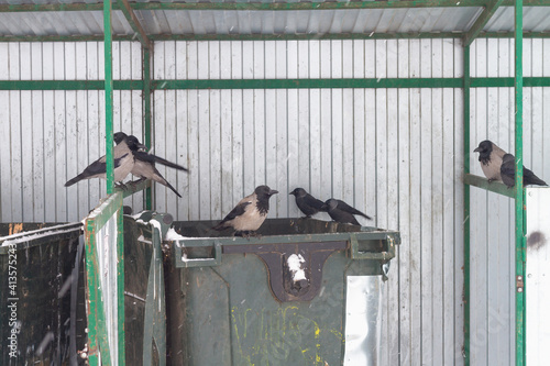Urban birds crows and jackdaws sit on dumpsters