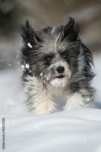 Running mixed breed in snow landscape