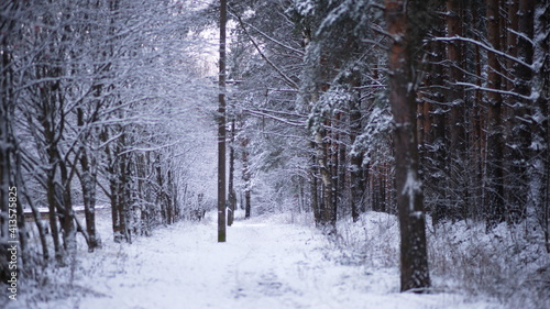 Winter Forest © Юрий Коровин