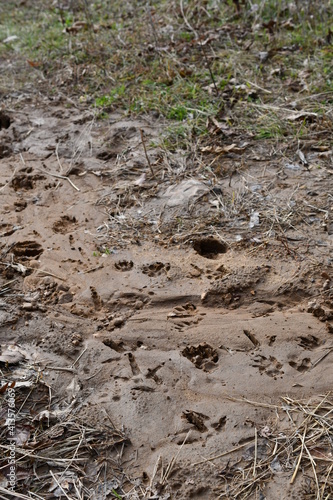 Animal tracks in sand