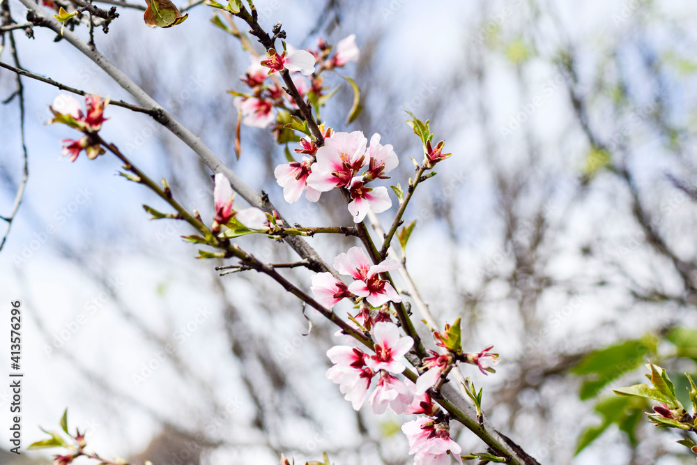 almond blossom almond blossom