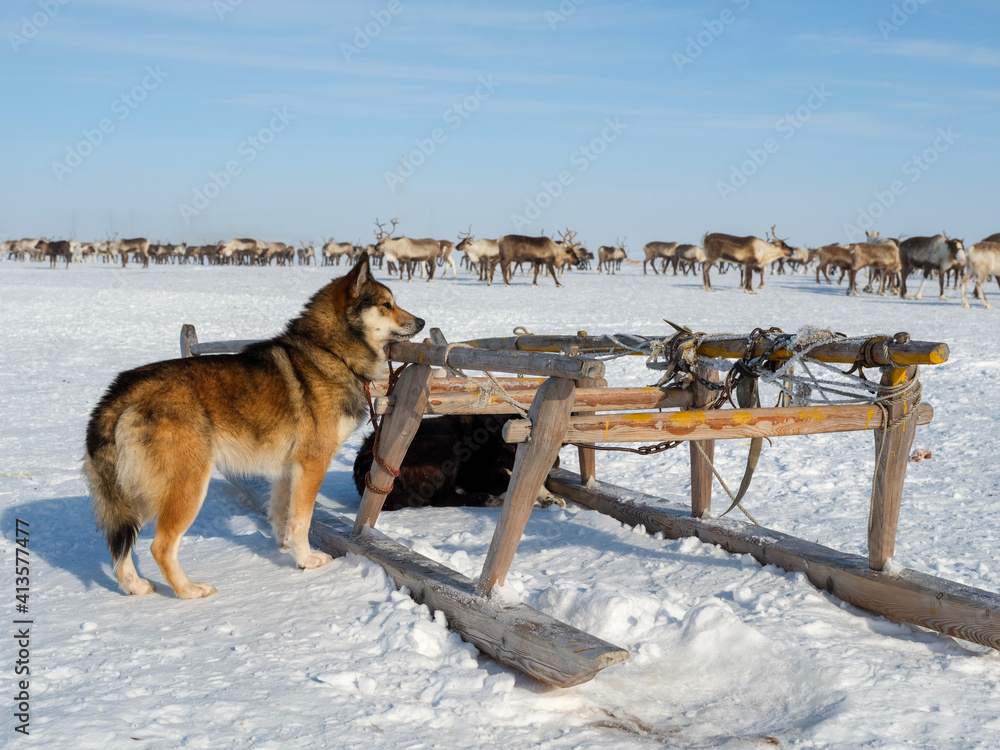 Naklejka premium Ethnography. Beautiful dogs from the Arctic. Winter in Sweden