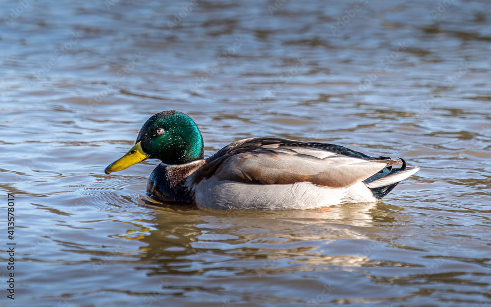 Obraz premium Stockente