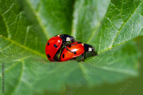 Lovely couple of ladybirds on a leaf © mehmetkrc