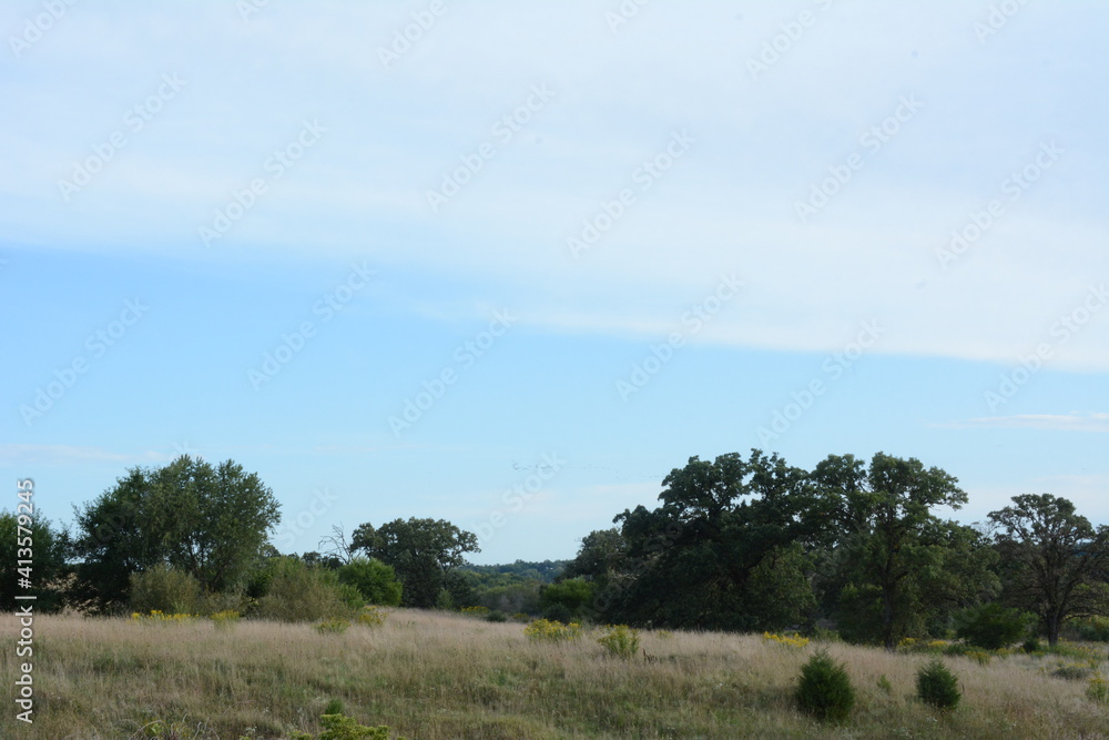 Open pasture with old metal building and Oak trees