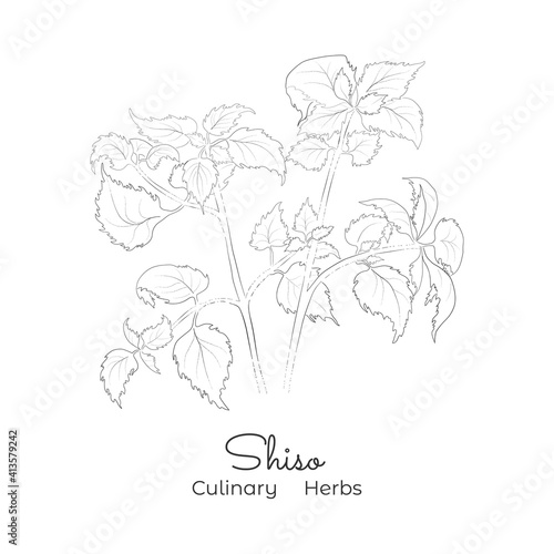 Hand Drawn Sketch of Shiso or Beefsteak Plant