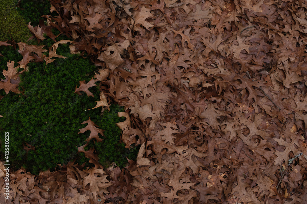 dried oak leaves and moss in the forest dried oak leaves and moss in the forest