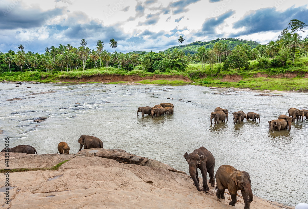 Fototapeta premium Elephants in a river in Sri Lanka