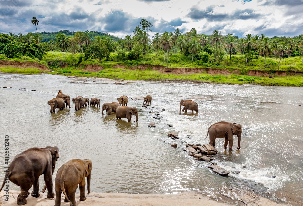 Elephants in a river in Sri Lanka Elephants in a river in Sri Lanka