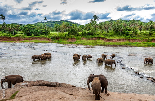 Elephants in a river in Sri Lanka