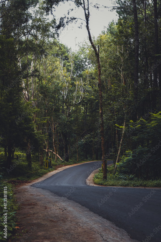 Obraz premium road in the woods