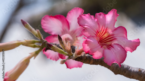 magnolia tree blossom