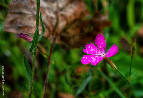 macro photography of summer flowers. Natural background. Flowers background. Beautiful neutral colors 