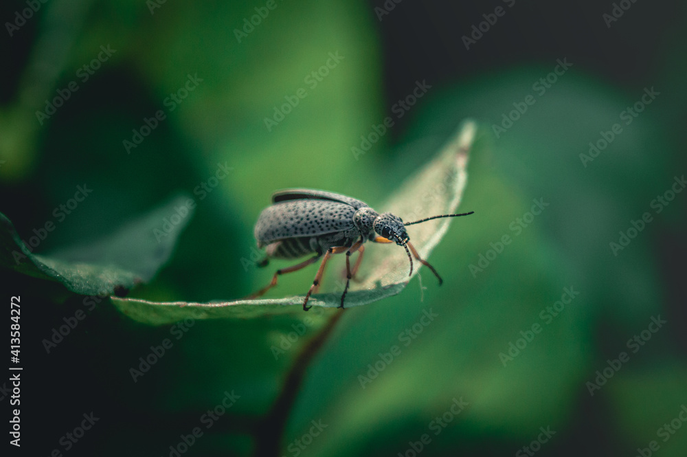 Epicauta Atomaria or Moorish bug posing on plant leaf with unfocused background Epicauta Atomaria or Moorish bug posing on plant leaf with unfocused background