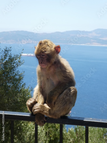 Gibraltar-Affe sitz vor dem blauen Meer © Max photo design