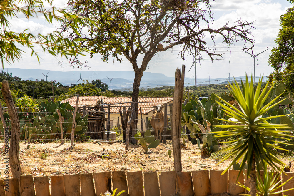 Fototapeta premium farm