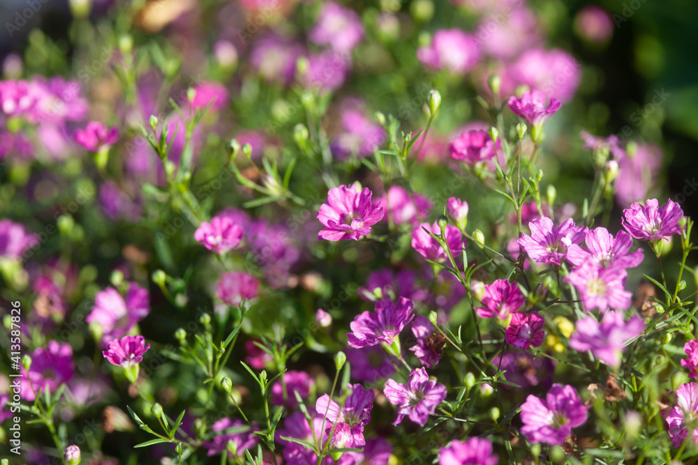 Small pink flowers of gypsophila on a blurred green background. Floral background